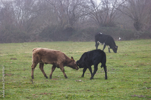 animal  breeding  cattle  farm  agriculture  meadow  grass  spai