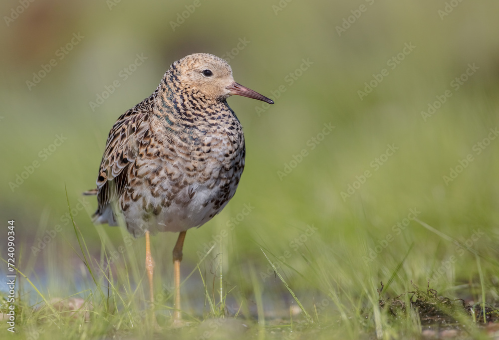 Ruff - male bird at a wetland on the mating season in spring Ruff - male bird at a wetland on the mating season in spring