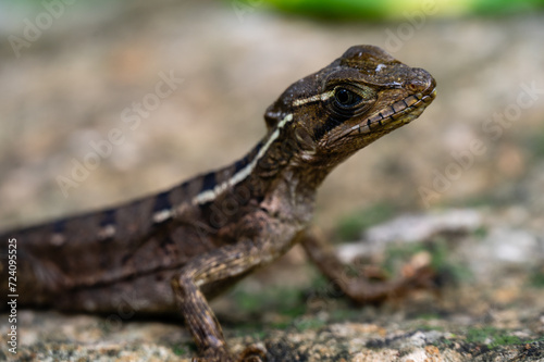 lizard on a rocky ground in Mexico