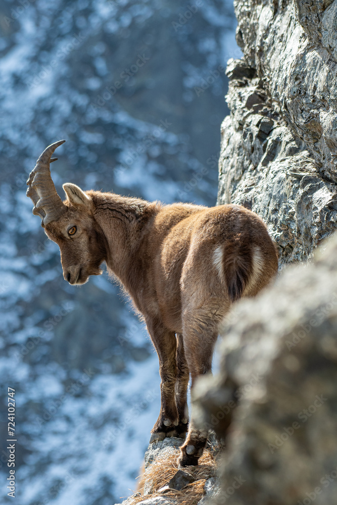 Male alpine ibex (Capra ibex) climbing an incredible steep rock wall while looking downstream, against snowy slopes background, Alps Mountains, italy.