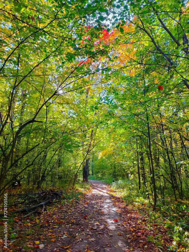 Road through the beautiful autumn forest. A walk in nature. Road through the beautiful autumn forest. A walk in nature.