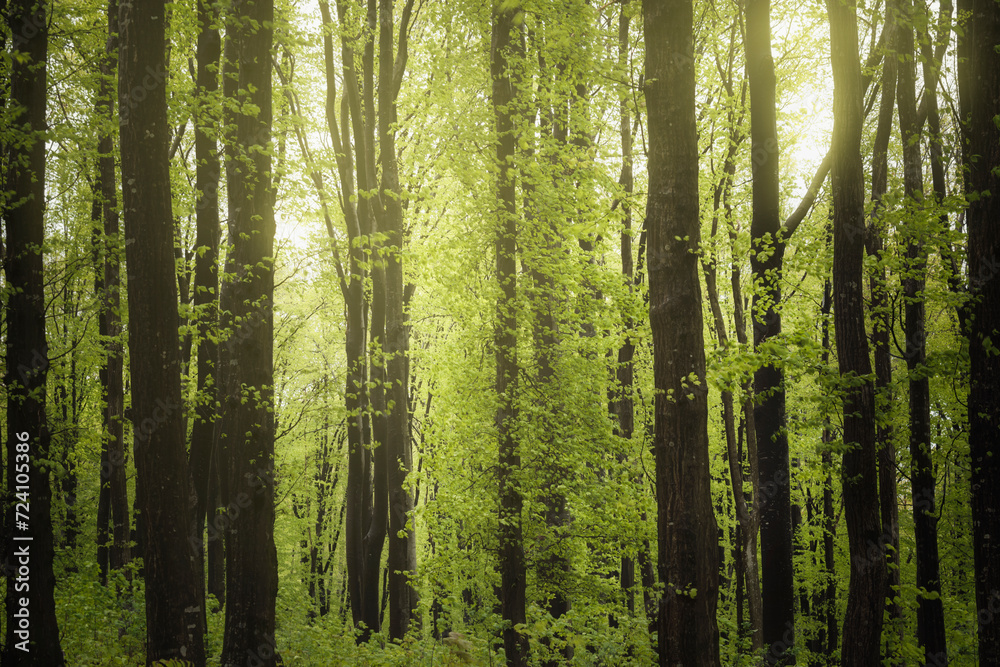 beech trees forest with lush green foliage in spring beech trees forest with lush green foliage in spring