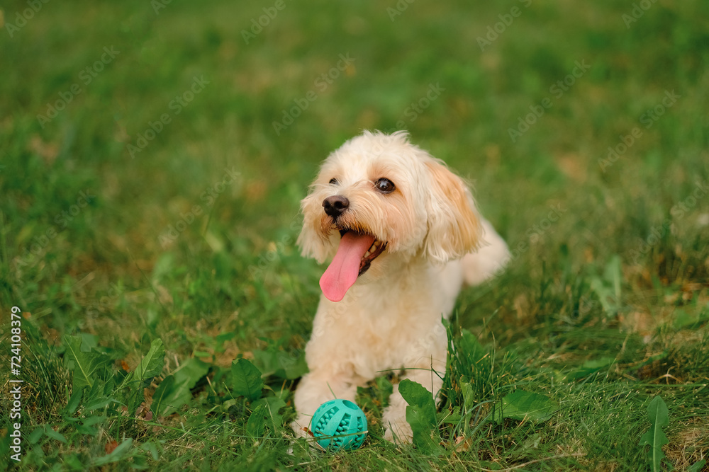 Maltese dog lies on the grass in the park