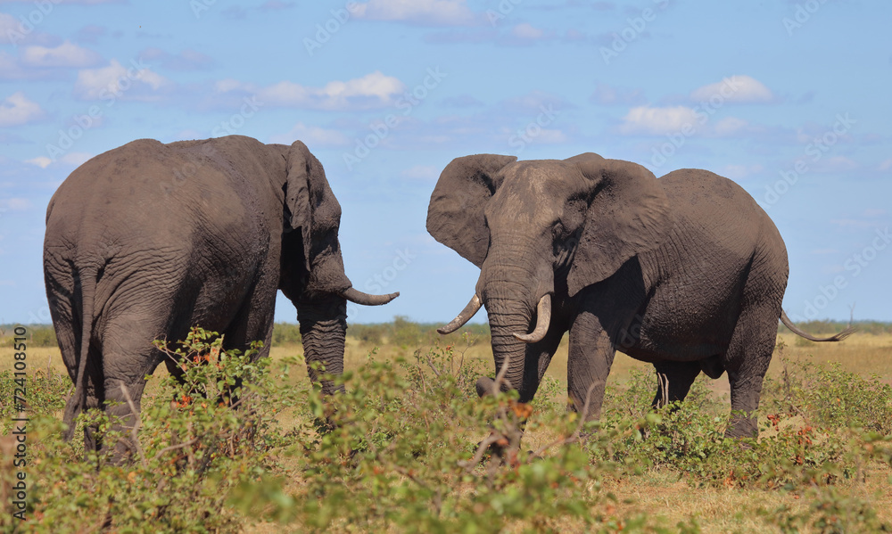 Afrikanischer Elefant / African elephant / Loxodonta africana