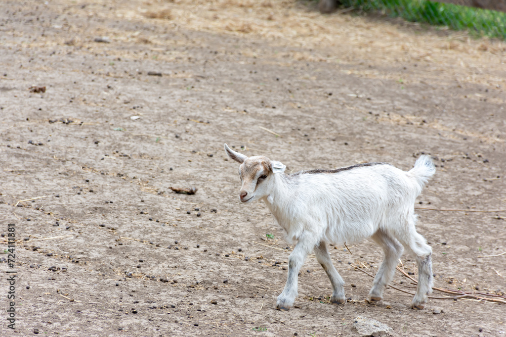 Little white goat cub walking in the pen Little white goat cub walking in the pen
