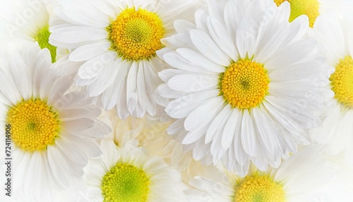 Tender white daisy close up  spring flowers background