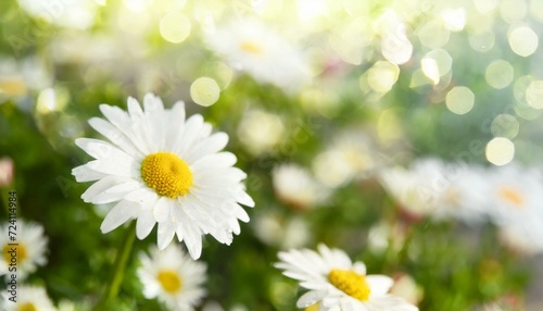 Tender white daisy close up, spring flowers background, empty space for text, bokeh and selective focus © 7