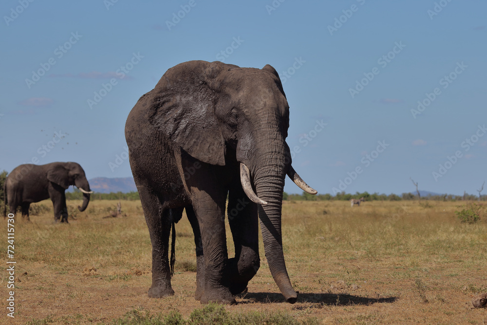 Obraz premium Afrikanischer Elefant / African elephant / Loxodonta africana