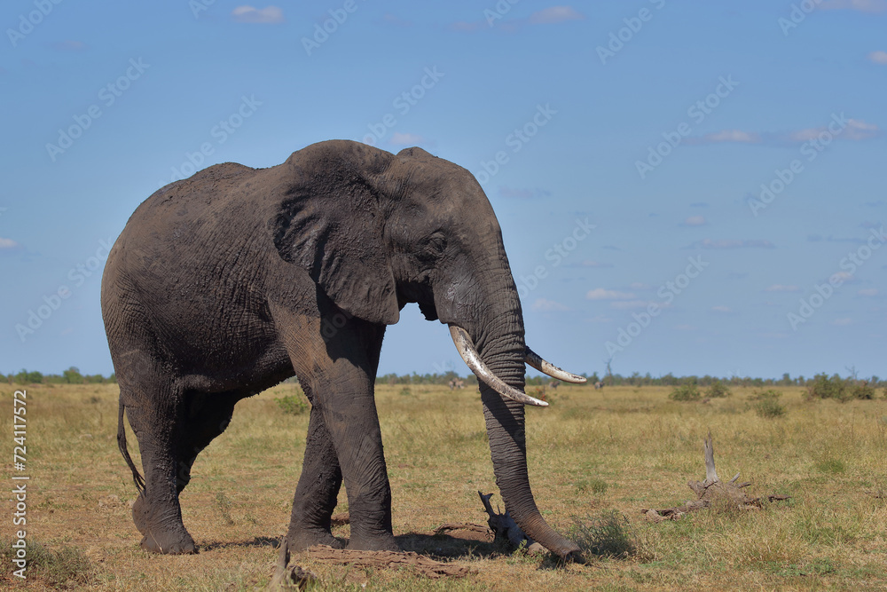 Obraz premium Afrikanischer Elefant / African elephant / Loxodonta africana