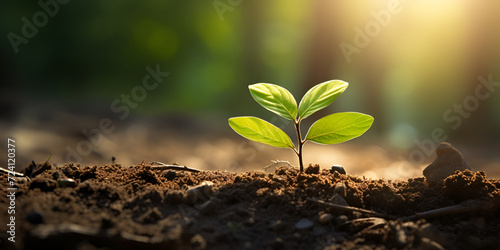  Touching soil on the field before growth a seed of vegetable or plant seedling Agriculture gardening, 