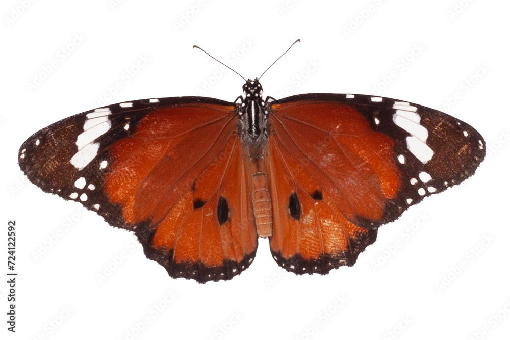 Naklejka premium Butterfly isolated on white background. Clipping path included.
