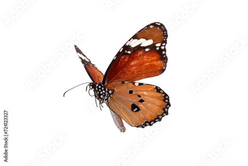 Butterfly isolated on white background. Clipping path included. © gunungkawi