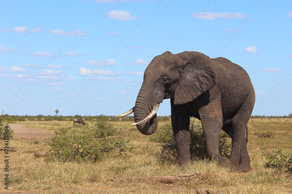 Fototapeta premium Afrikanischer Elefant / African elephant / Loxodonta africana