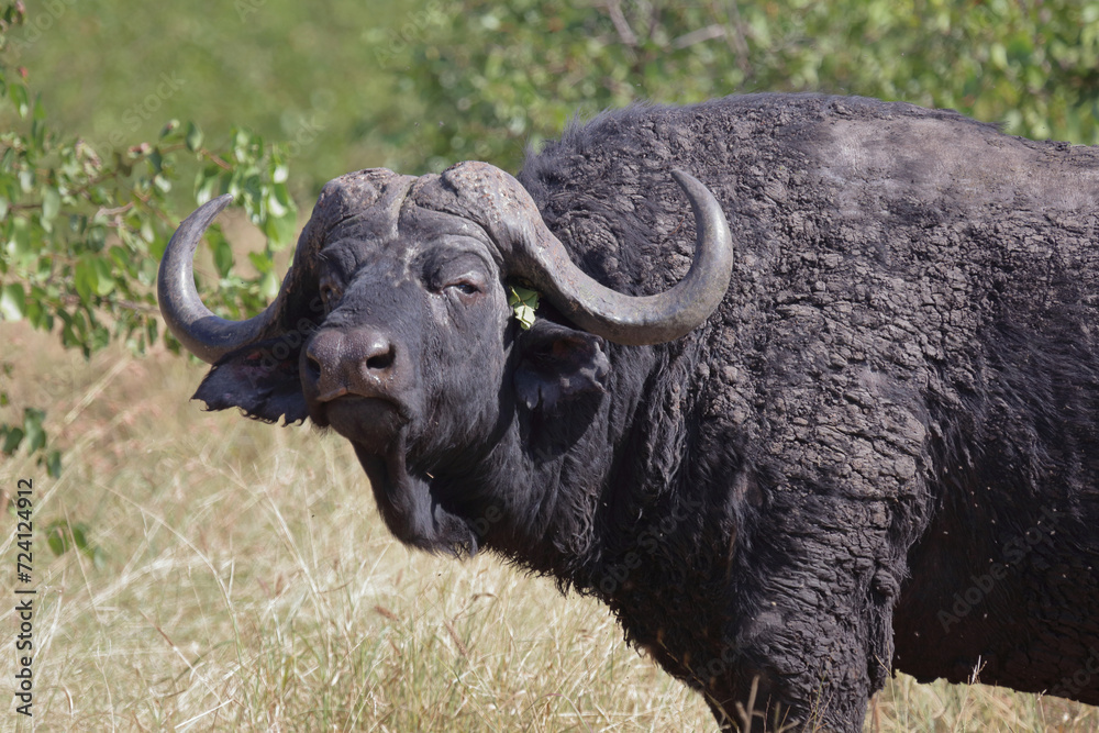 Kaffernbüffel / African buffalo / Syncerus caffer Kaffernbüffel / African buffalo / Syncerus caffer