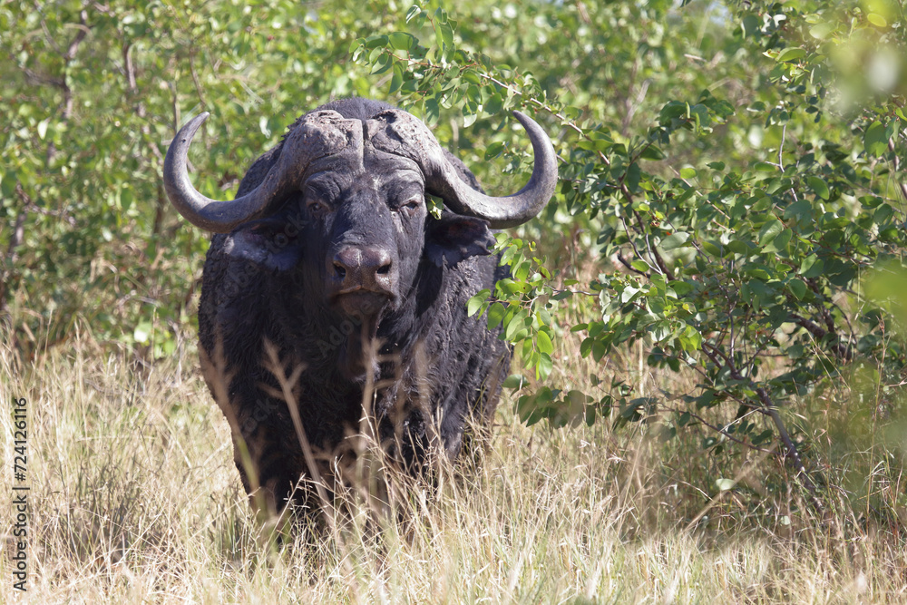 Naklejka premium Kaffernbüffel / African buffalo / Syncerus caffer