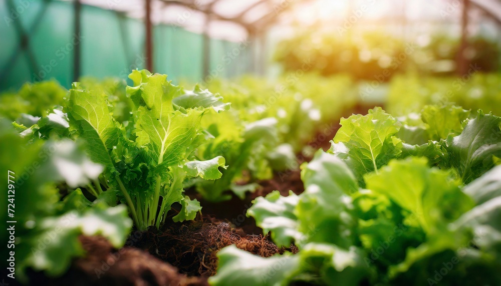 Green lettuce salad growing in a greenhouse. Organic agriculture. Eco green business Green lettuce salad growing in a greenhouse. Organic agriculture. Eco green business
