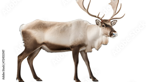 Reindeer. Isolated on a white background png like photo