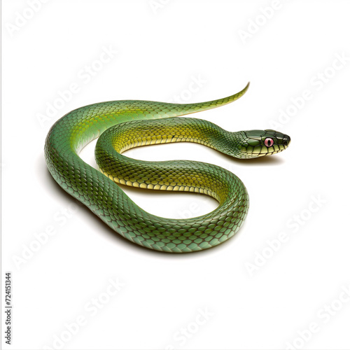 Countryside Grass Snake