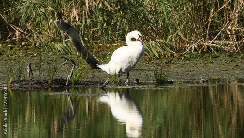 Swan on the water