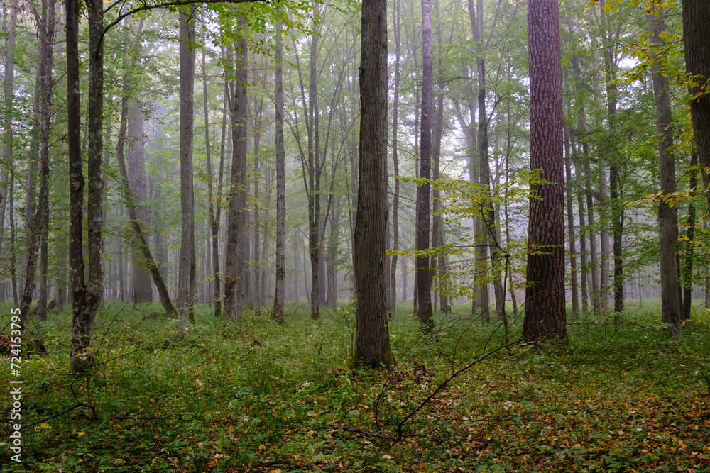 Fototapeta premium Misty morning in autumnal forest