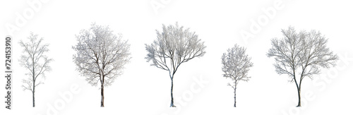winter various snowed trees frontal isolated png on a transparent background premium cutout sunny weather