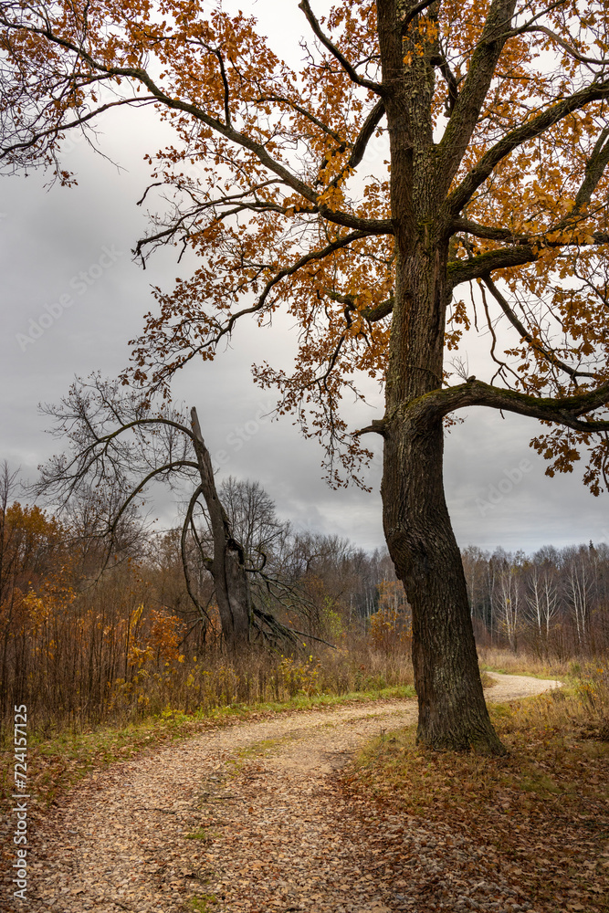 oak tree near a winding country road, autumn landscape, cloudy day, gravel on the road oak tree near a winding country road, autumn landscape, cloudy day, gravel on the road