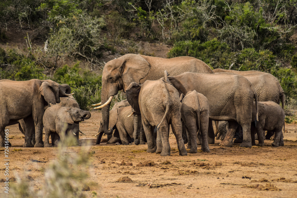 elephants in addo elephant national park, south africa elephants in addo elephant national park, south africa