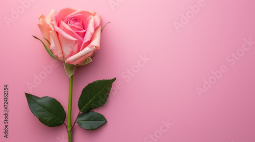 pink rose on a pink background