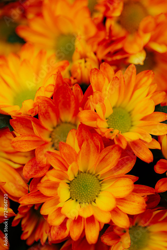 orange chrysanthemum background