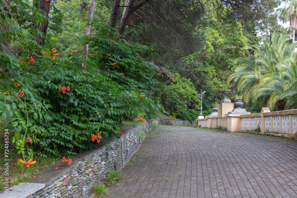 Flowers and pathway in the Arboretum in Sochi. 