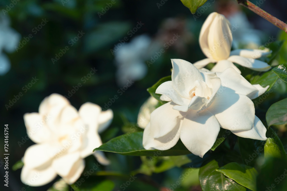 Obraz premium Closeup view of a magnolia flower in sun rays