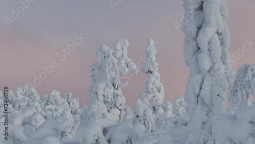 Immersive drone view of snow-covered fir trees in finnish tundra