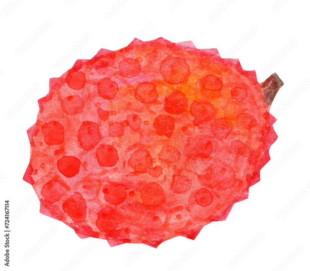 Watercolor lychee fruit illustration isolated on white Watercolor lychee fruit illustration isolated on white