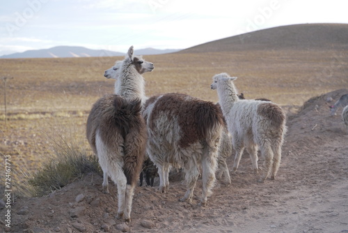 llama del norte argentino photo