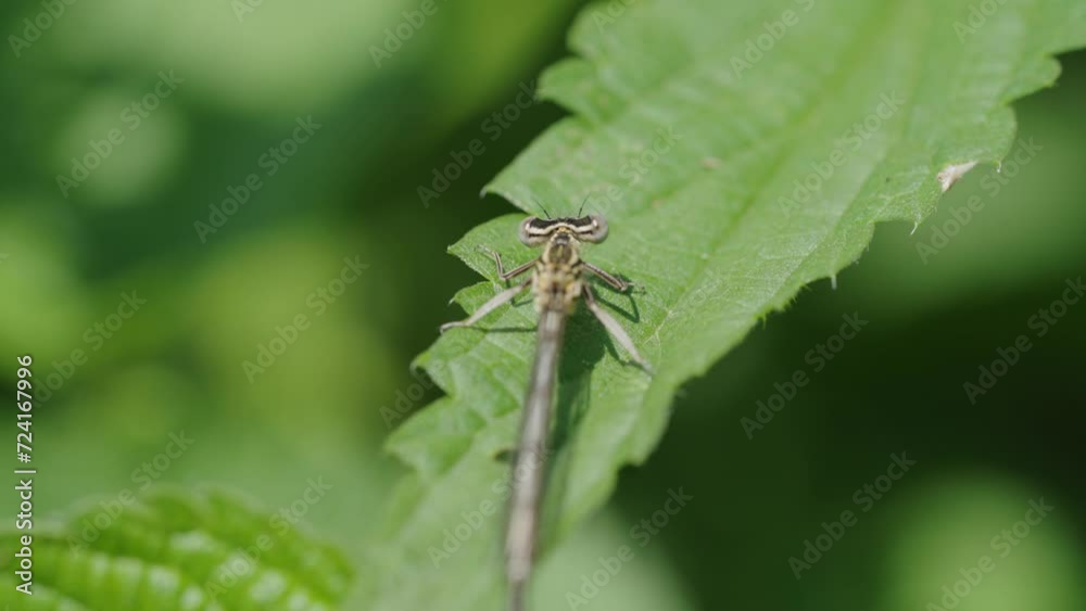 Close-up of a dragonfly resting on a leaf, with a focus on its intricate wing pattern and eyes. A small damselfly rests on a green nettle leaf on a sunny summer day, macro shot Close-up of a dragonfly resting on a leaf, with a focus on its intricate wing pattern and eyes. A small damselfly rests on a green nettle leaf on a sunny summer day, macro shot