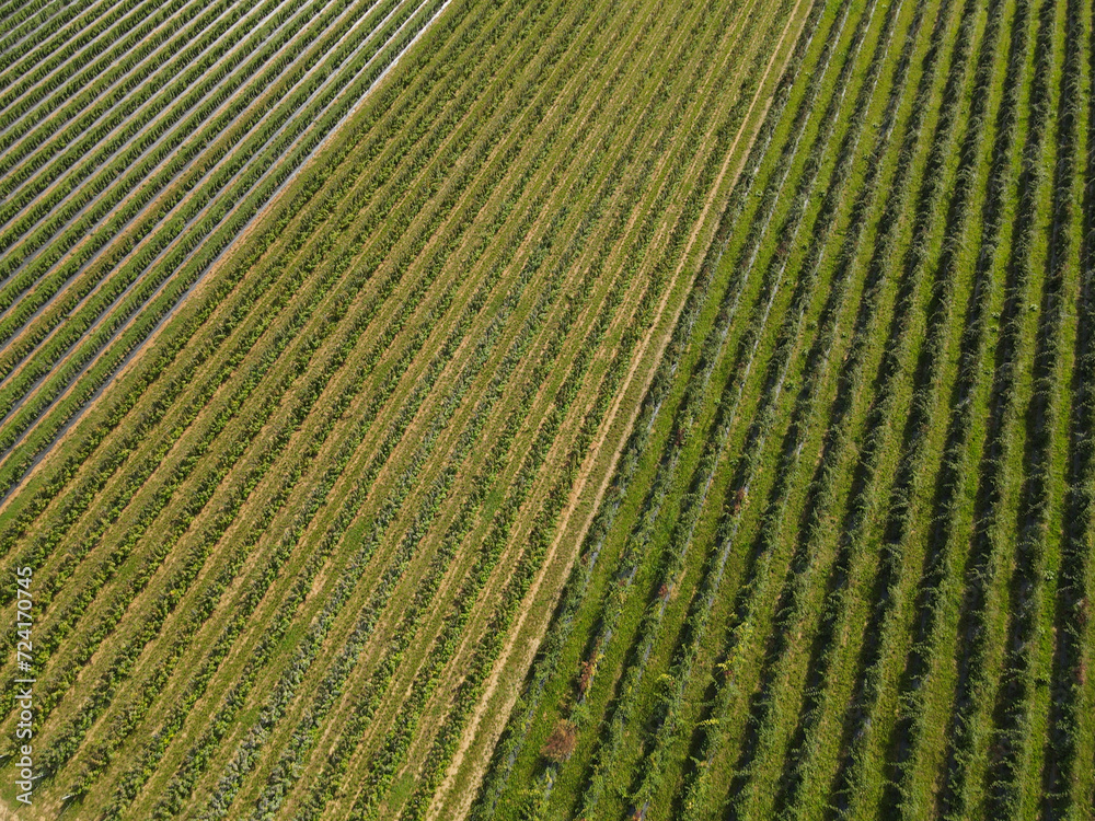 Aerial view of raspberry plantation in the countryside Aerial view of raspberry plantation in the countryside