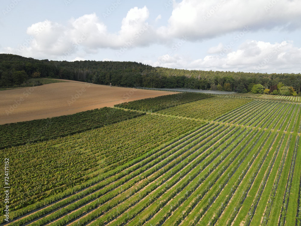 Aerial view of raspberry plantation in the countryside 