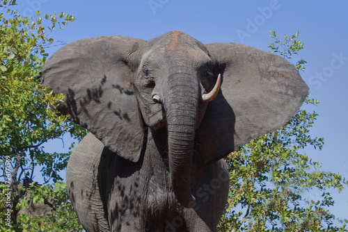 Photography Afrikanischer Elefant / African elephant / Loxodonta africana..