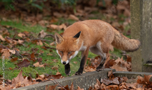 Urban fox in a cemetery 