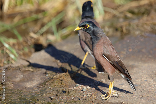 Hirtenmaina oder Hirtenstar / Common myna or Indian myna / Acridotheres tristis