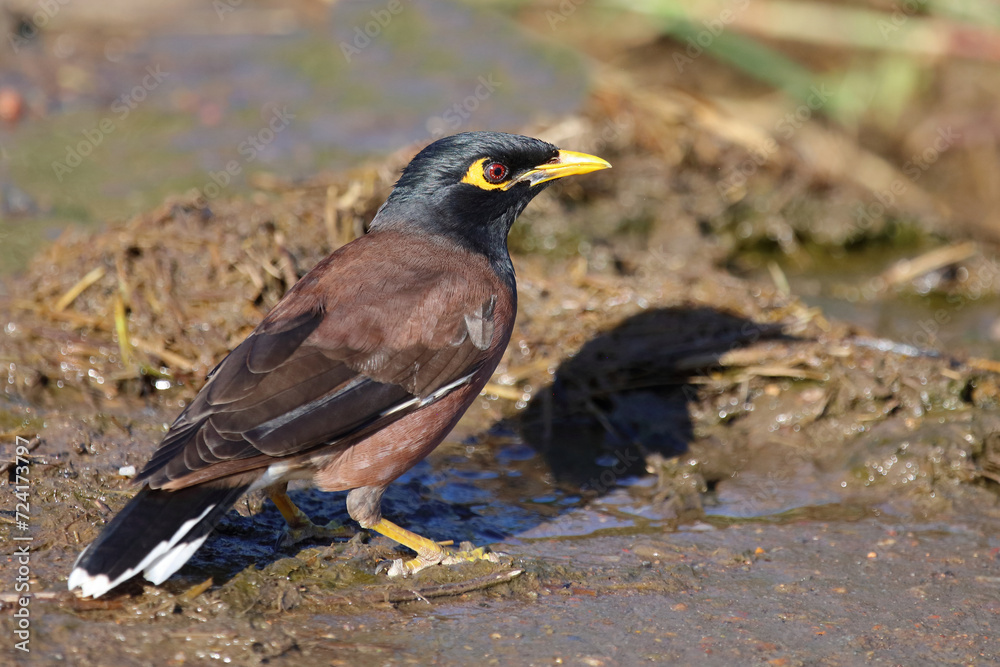 Fototapeta premium Hirtenmaina oder Hirtenstar / Common myna or Indian myna / Acridotheres tristis