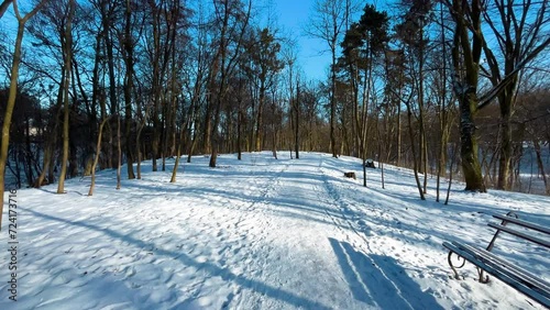 Walking path in the winter park. Snow and trees. photo