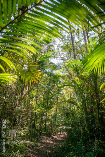 A hiking trail surrounded by the lush trees and foliage of the Atlantic Forest  Brazil s main biome  within the Parque das Neblinas private protected area. S  o Paulo  Brazil