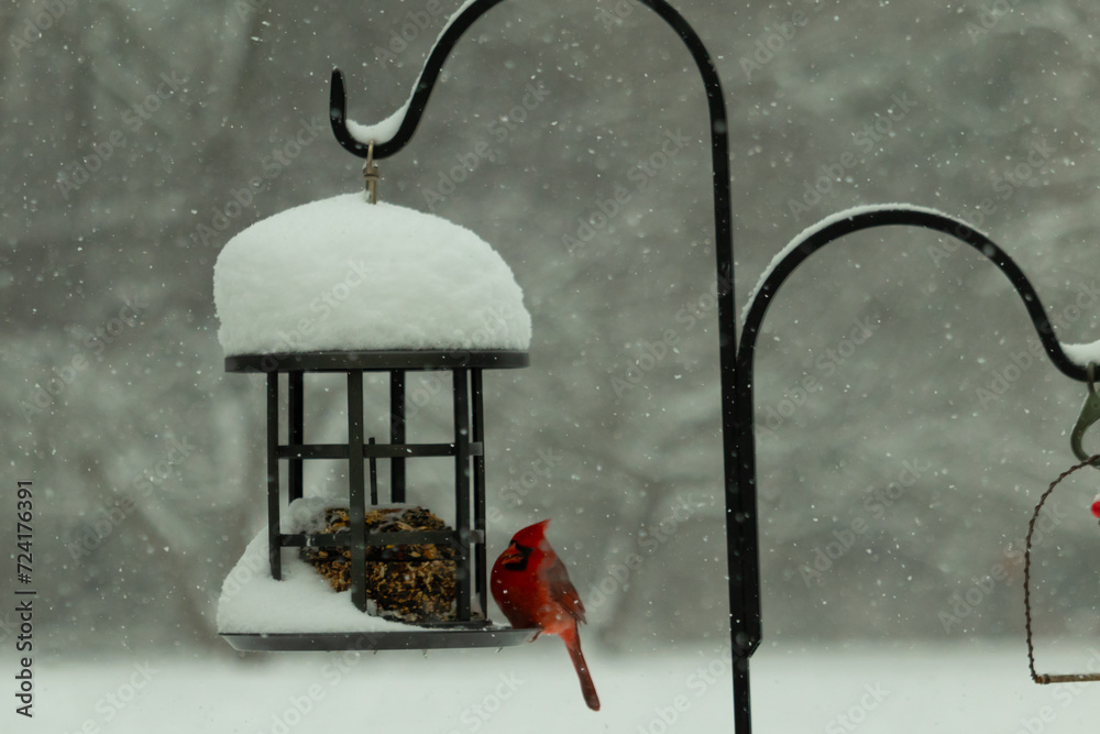 This beautiful red cardinal came out to the feeder when it was snowing. His bright red colors stand out from the white snow all around him. The black metal cage is holding birdseed cakes.