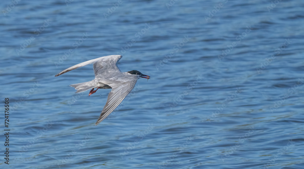 whiskered tern in flight over the lagoon whiskered tern in flight over the lagoon