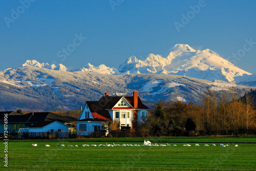 Trumpeter swans in a field near a farmhouse as the sun rises on a winter's day morning, in front of Mount Baker
