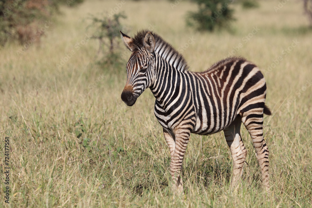 Steppenzebra / Burchell's zebra / Equus quagga burchellii. Steppenzebra / Burchell's zebra / Equus quagga burchellii.