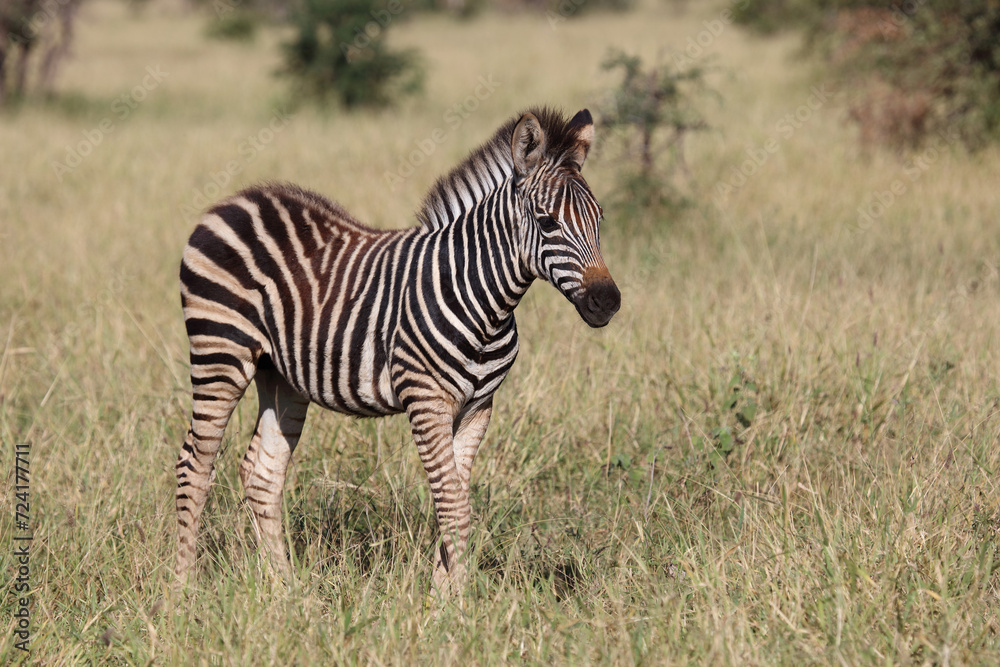 Steppenzebra / Burchell's zebra / Equus quagga burchellii. Steppenzebra / Burchell's zebra / Equus quagga burchellii.