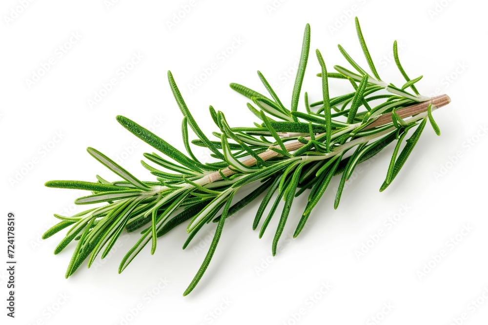 Rosemary twig isolated on white background Rosemary twig isolated on white background