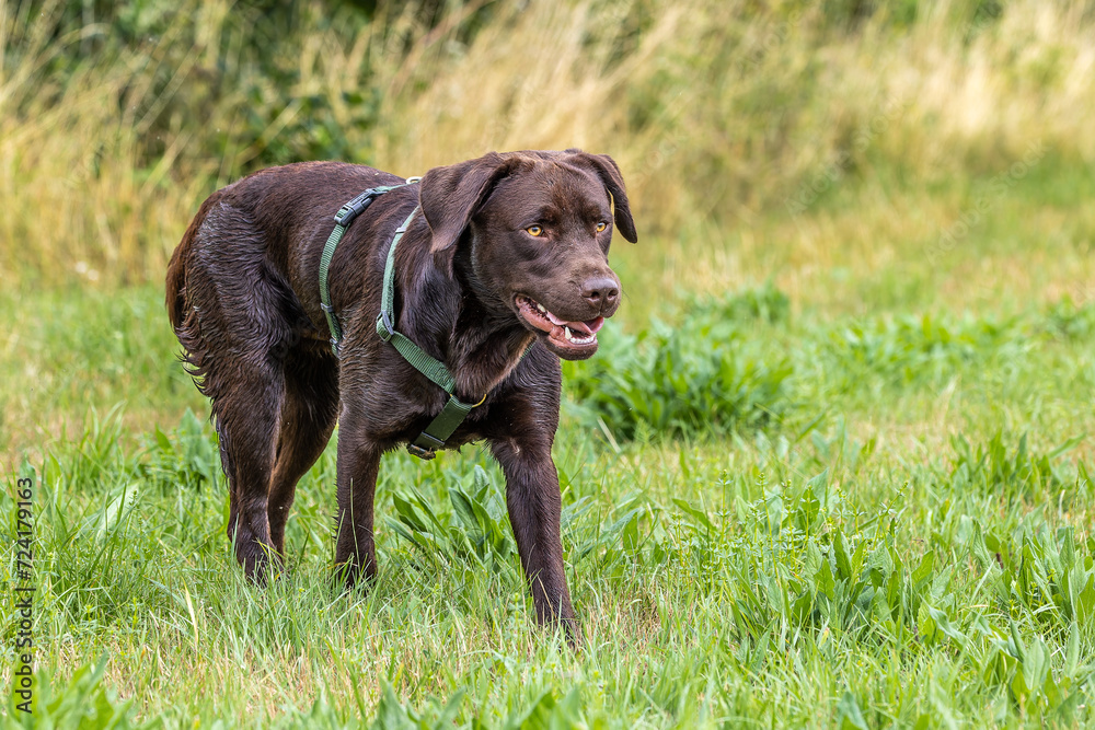 Labrador retriever, Canis lupus familiaris on a grass field. Healthy chocolate brown labrador retriever